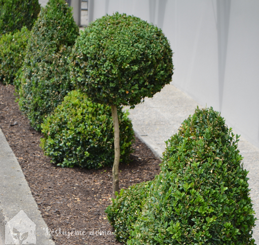 Buxus V Kvetinaci Pestovani (může vést, buxusu květináči, drenážní vrstvu, drenážními otvory, horkých letních) Buxus V Kvetinaci Pestovani